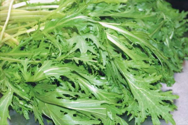 銀絲芥菜怎麼種？選擇合適的季節，20-60天採收，畝產可達3000斤