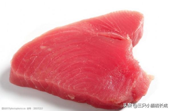 貧血，所有動物的剋星