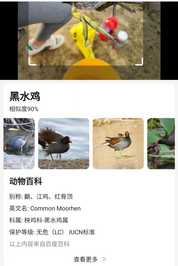 湖北一男子用小魚釣水鳥,怕惹麻煩又放了,網友:“你真刑” 湖北一男子用小魚釣水鳥,怕惹麻煩又放了,網友:“你真刑”