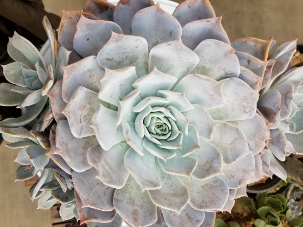 裸根多肉拿回家,4個步驟教你上盆方法,葉子敦實肥厚 裸根多肉拿回家,4個步驟教你上盆方法,葉子敦實肥厚