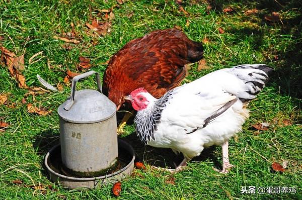 老獸醫:恩諾沙星+林可黴素,堪稱“萬金油”,防治養雞場4大類病 老獸醫:恩諾沙星+林可黴素,堪稱“萬金油”,防治養雞場4大類病