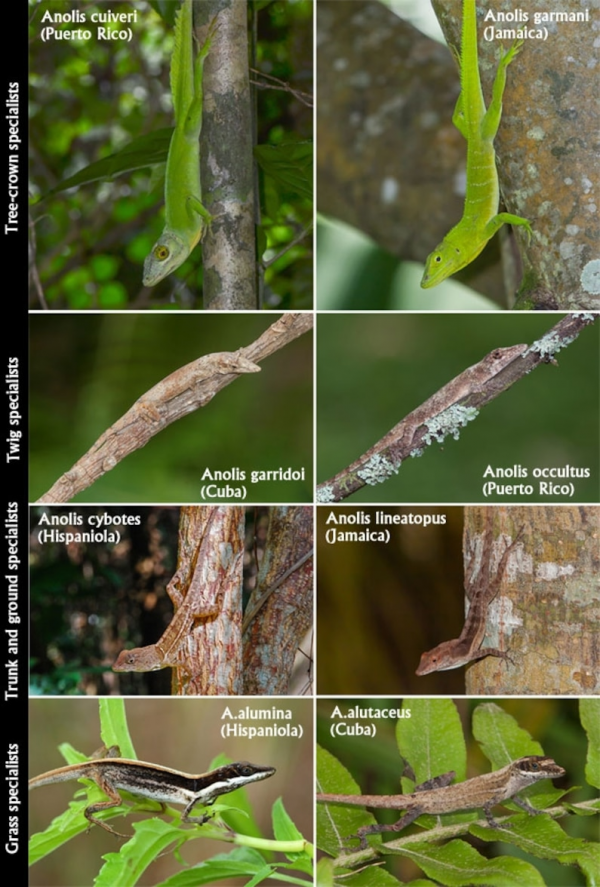 博物志 | 水下吐泡泡的不一定是魚，也有可能是隻蜥蜴