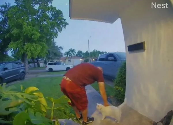 超可愛的看門貓：6歲貓咪每天都蹲在家門口，迎接每一個到訪的人