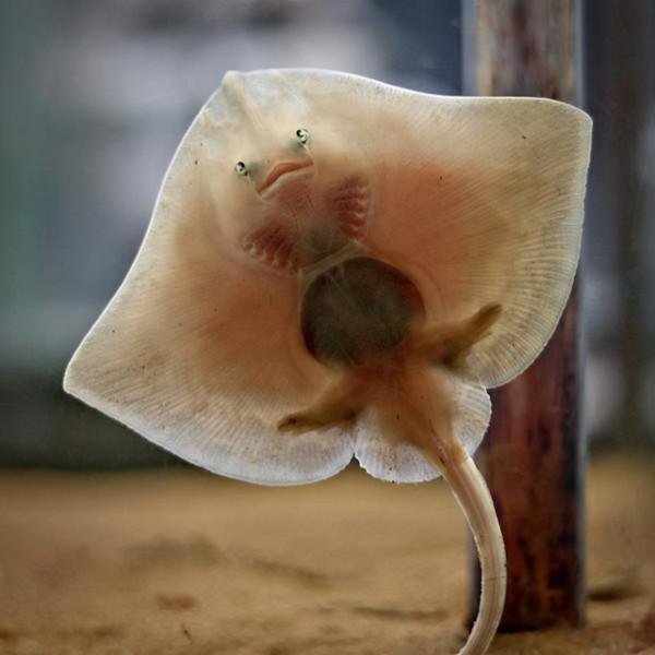 90個神奇照片，剛出生的小刺蝟，大白鯊的驚人尺寸，水上麻將桌椅