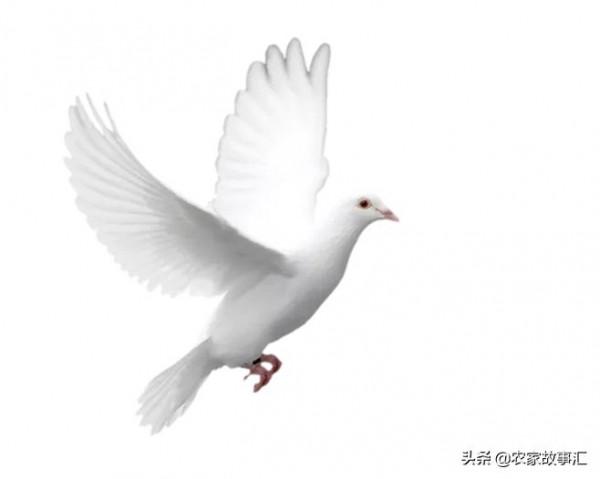 民間神話故事:鴿子不吃喘氣的,燕子不吃落地的 民間神話故事:鴿子不吃喘氣的,燕子不吃落地的