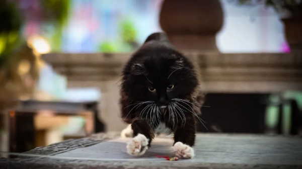 布能豹：我跑過最長的路是鏟屎官的套路