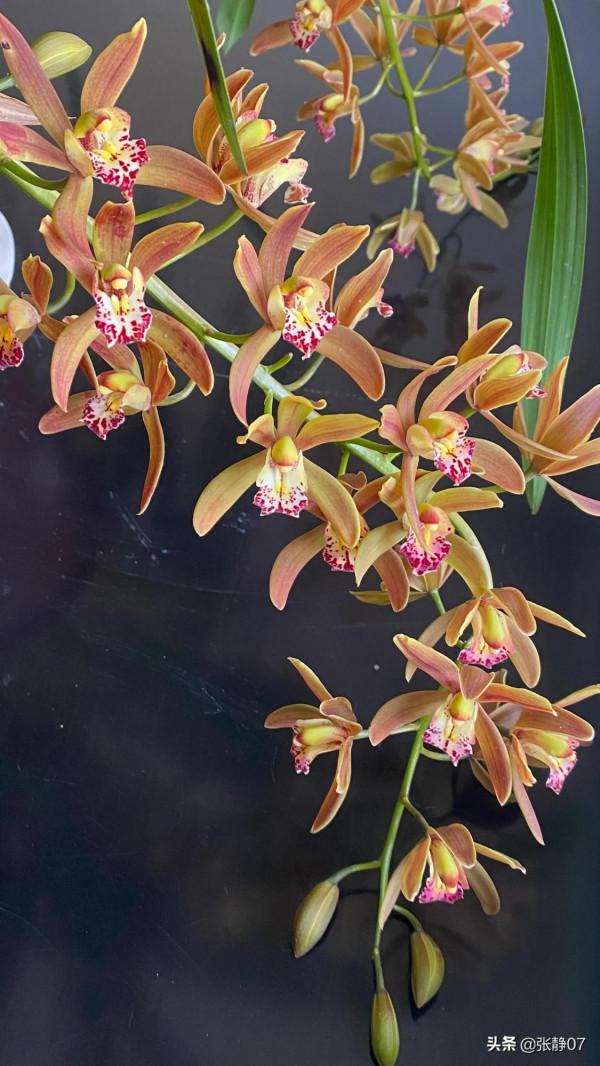 正月裡賞花過大年 正月裡賞花過大年