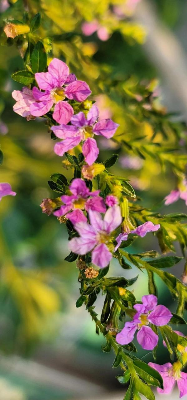 三星note20u拍微距也不錯 三星note20u拍微距也不錯