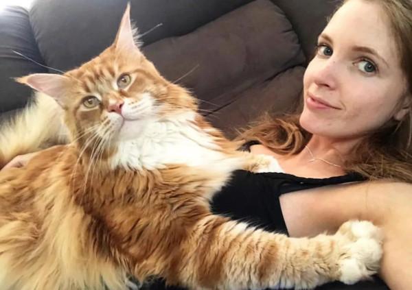 緬因貓為何愛舔人?其實它想表達的是這幾件事情 緬因貓為何愛舔人?其實它想表達的是這幾件事情