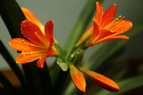 養好君子蘭要先養好根，四種東西養根又護根，是多年經驗的積累