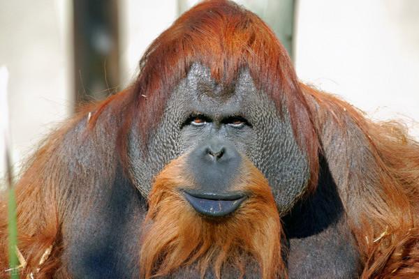 全球首次！美國大叔成功接受“豬心”，創世界紀錄