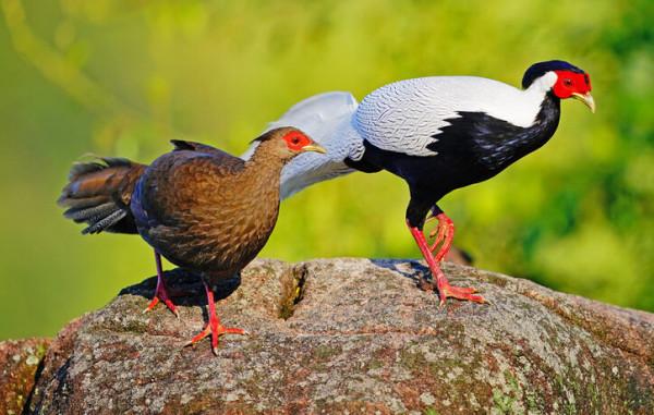 東江攬勝:收集常見鳥類圖譜之陸禽篇,攝鳥人自留地,建議收藏 東江攬勝:收集常見鳥類圖譜之陸禽篇,攝鳥人自留地,建議收藏
