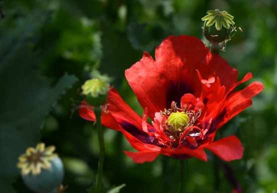 “越漂亮的花越有毒”!認識11種“有毒植物”,遠離危害 “越漂亮的花越有毒”!認識11種“有毒植物”,遠離危害
