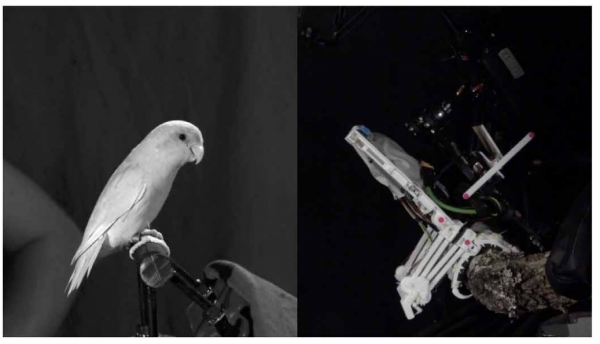 給無人機加爪子登《科學》子刊封面，斯坦福研發仿生鳥機器人