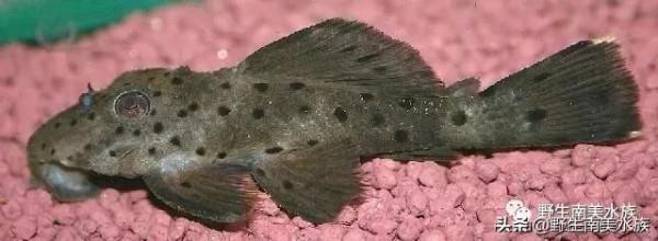 每天認識一種南美魚｜（71）老鼠斑異型