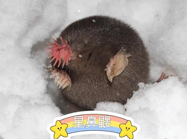 1&sol;4秒能吃掉大蚯蚓的怪鼻子