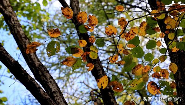河南這個免門票的景區，爬山不累人，秋景好看，適合中老年人