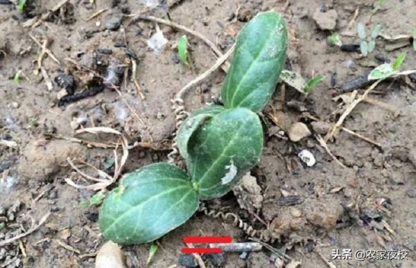 絲瓜出苗為什麼那麼難?用剪刀就可以快速出芽,種絲瓜再也不難了 絲瓜出苗為什麼那麼難?用剪刀就可以快速出芽,種絲瓜再也不難了