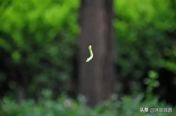 散文:鄉村趣事 散文:鄉村趣事