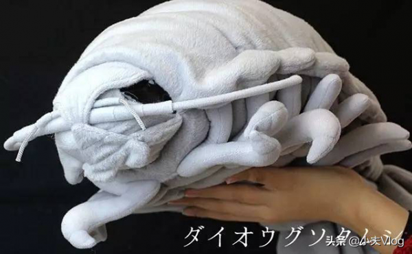 世界上最大的漂水蝨科動物——大王具足蟲