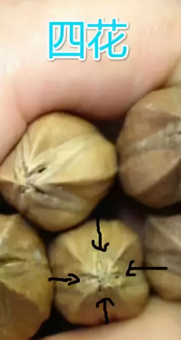 最珍貴的橄欖核 最珍貴的橄欖核