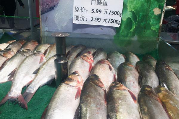鰱魚的“尷尬”：食性廣、產量量也不低，為何野生的卻難見蹤影？