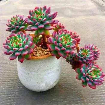 分享圖片，可愛的多肉們，收藏了