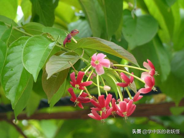 每天學習一味中藥——使君子 每天學習一味中藥——使君子