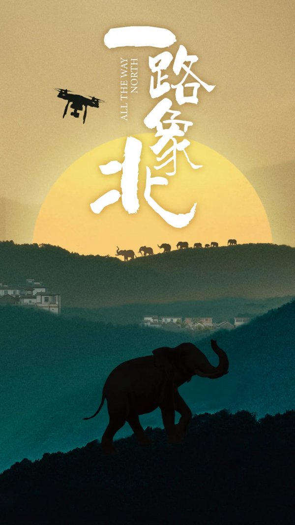 在300米外，陪亞洲象回家