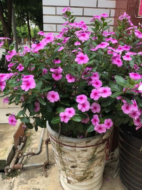 6種“勞模花”，四季能開花，家裡養一盆，賞花300天