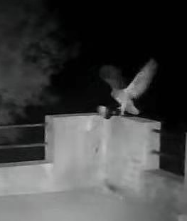 “最大貓頭鷹”現身北大,今年已在北京多地出現,您認識嗎? “最大貓頭鷹”現身北大,今年已在北京多地出現,您認識嗎?