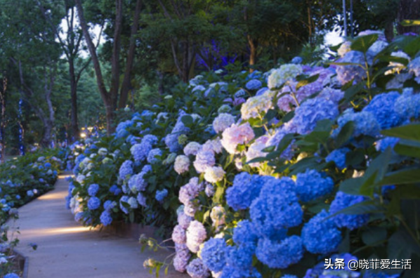 寧可食無肉，不可庭無花！有院子建議栽5種花，花開富貴，旺家宅