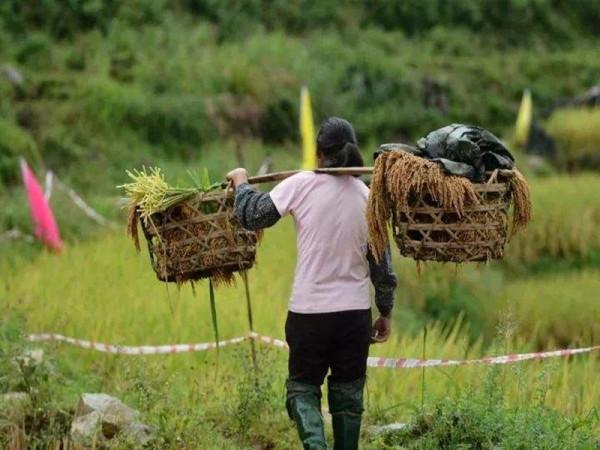 父親早逝，母親艱難地把三兄弟養大成人，各自成家後卻斷絕關係