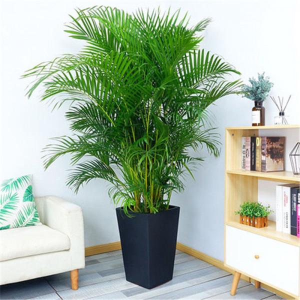 適合養在客廳的“6種吉祥花”，大氣有格調，高階上檔次