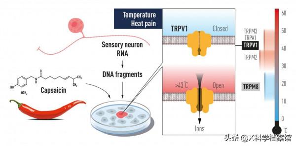 2021年諾貝爾醫學獎揭曉:辣椒擊敗拯救數千萬人的疫苗獲獎,為何 2021年諾貝爾醫學獎揭曉:辣椒擊敗拯救數千萬人的疫苗獲獎,為何