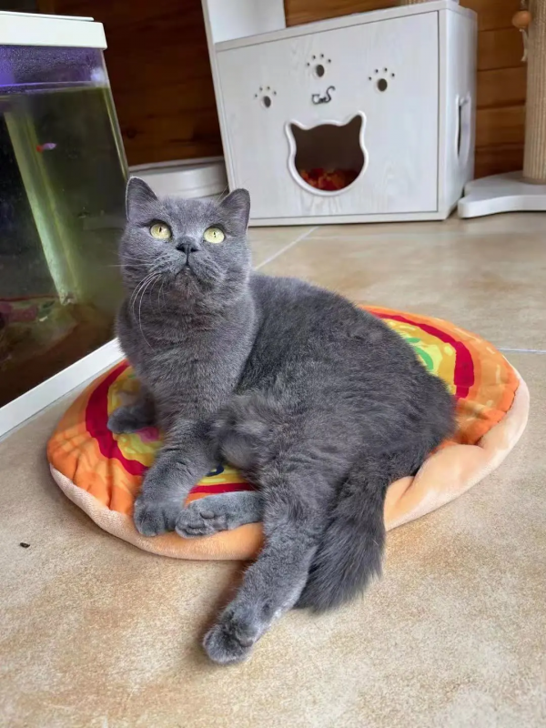 《論“肚腩”對小貓咪的重要性》