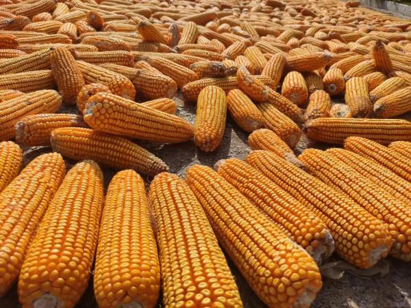 2022年是澇還是旱?農村老人說:看明日八月十五是啥天就能預知 2022年是澇還是旱?農村老人說:看明日八月十五是啥天就能預知