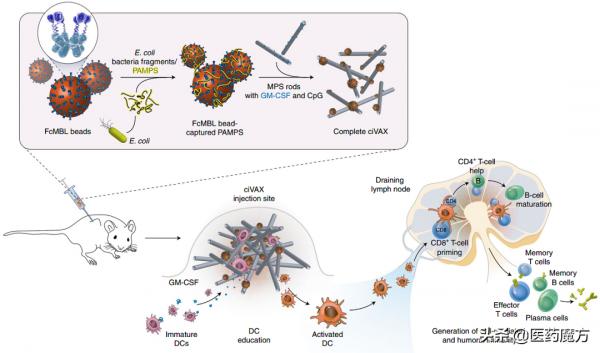 解決微生物耐藥的大突破：哈佛開發出雙技術加持的廣譜抗感染疫苗