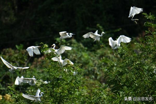 組圖｜白鷺齊飛生態美
