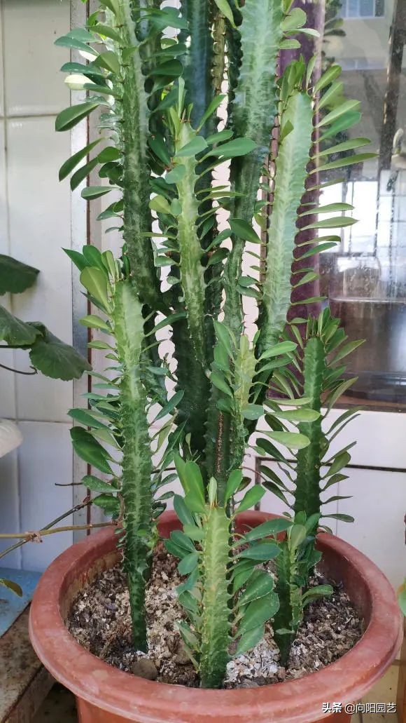 養花竟然能&OpenCurlyDoubleQuote;鎮宅&rdquo;，10種植物，價格便宜好養護，擺在家裡上檔次