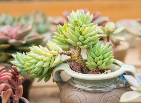 代森錳鋅與多菌靈有何差異？它在園藝領域有什麼具體作用