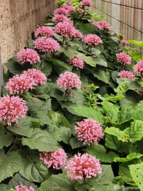 10種“髒髒”花,愛乾淨的人別養,會招蟲子 10種“髒髒”花,愛乾淨的人別養,會招蟲子