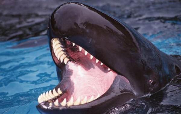 500斤偽虎鯨在江蘇連雲港擱淺!頭部傷痕明顯,什麼是偽虎鯨? 500斤偽虎鯨在江蘇連雲港擱淺!頭部傷痕明顯,什麼是偽虎鯨?