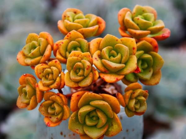 2款帶有香味的多肉,雖然不容易養出高顏值,但是香味持久值得養 2款帶有香味的多肉,雖然不容易養出高顏值,但是香味持久值得養