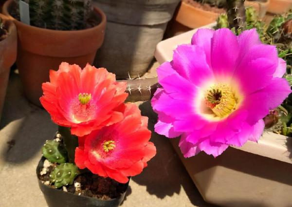 天冷後，需要&OpenCurlyDoubleQuote;窮養&rdquo;的六種花，水多易爛根，多曬愛生長