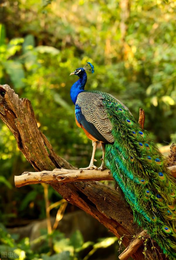 手機桌布‖美麗的孔雀