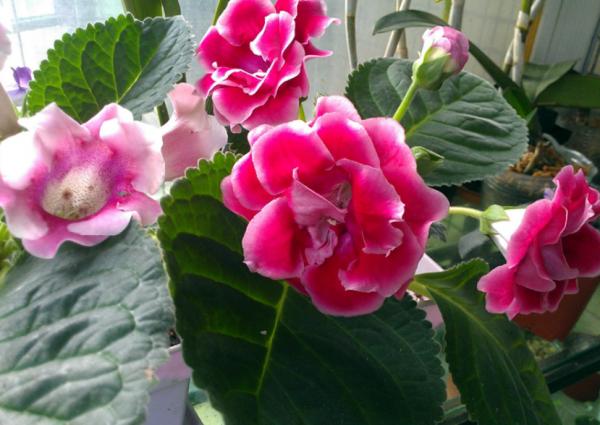 家庭養花:最值得入手的大巖桐,又名大富貴,旺運又好養漂亮 家庭養花:最值得入手的大巖桐,又名大富貴,旺運又好養漂亮