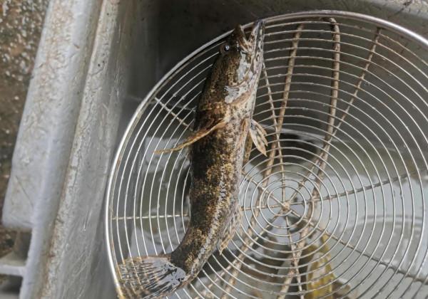 筍殼魚？廣東韶關小河裡“小黑魚”氾濫，有人一天釣上百條