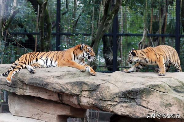 虎頭虎腦 虎虎生威 這波老虎表情包值得擁有