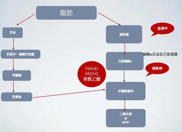 五個跑步原則，讓你比別人減脂效率更高